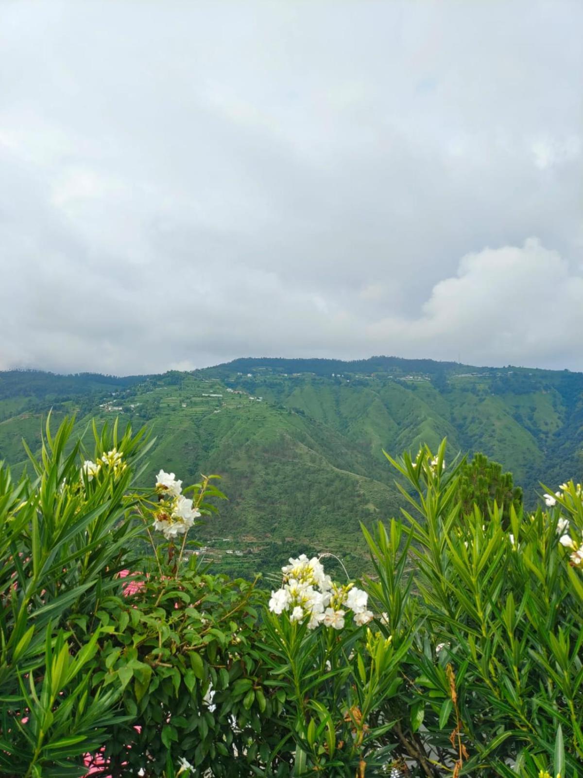 Little Heart Resort Chail Exterior foto